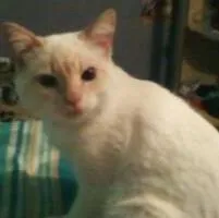 Gato ra a  idade  nome Max,bob e bolinha