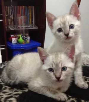 Gato raça srd idade Abaixo de 2 meses nome Carolina e Amanda