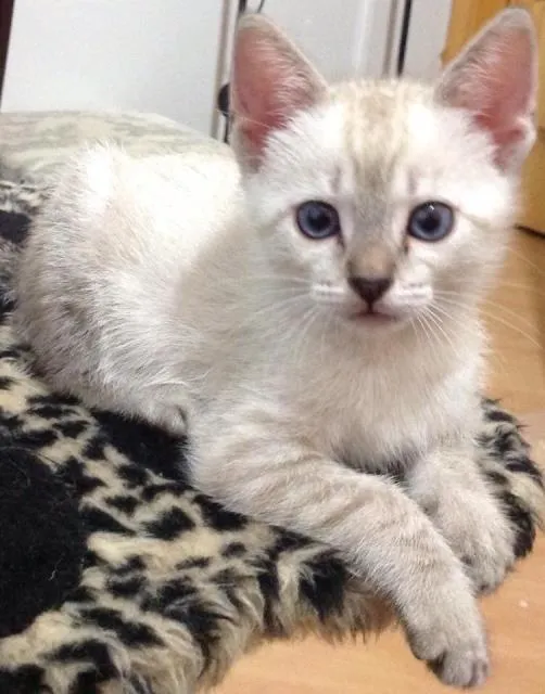 Gato ra a srd idade Abaixo de 2 meses nome Carolina e Amanda