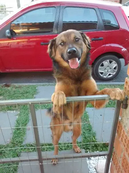 Cachorro ra a Sem raça  idade 1 ano nome Não sabemos 