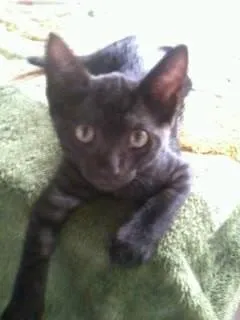 Gato ra a ñ idade 2 a 6 meses nome Paloma e Bolota