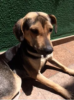 Cachorro raça Vira-Lata idade 1 ano nome Mara