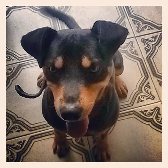 Cachorro ra a SRD idade 2 anos nome ROCKY GRATIFICA