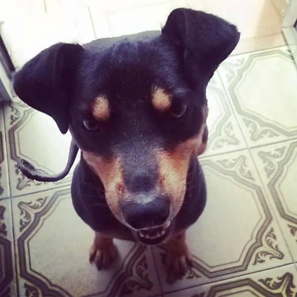 Cachorro ra a SRD idade 2 anos nome ROCKY GRATIFICA