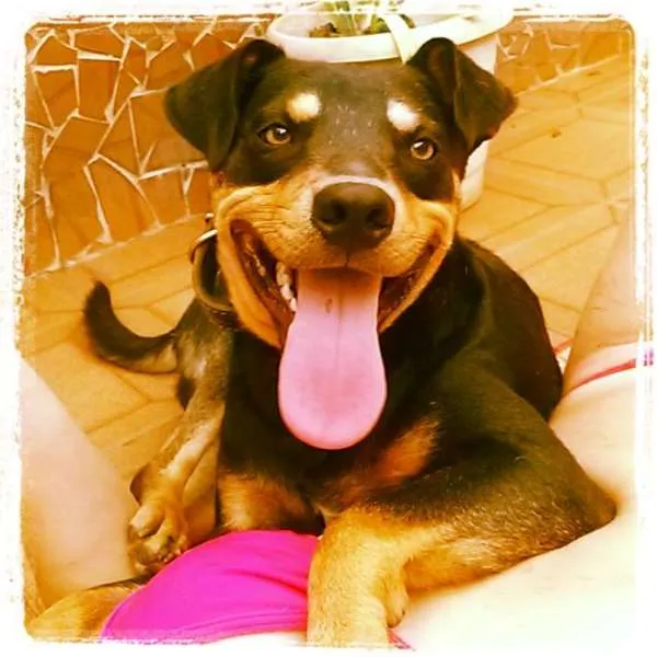Cachorro ra a SRD idade 2 anos nome ROCKY GRATIFICA
