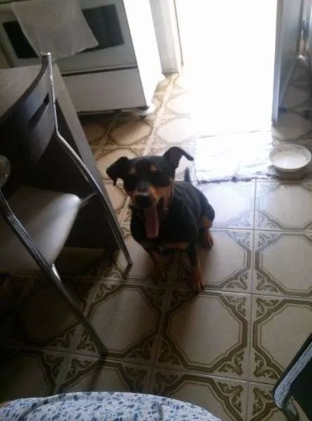 Cachorro ra a SRD idade 2 anos nome ROCKY GRATIFICA