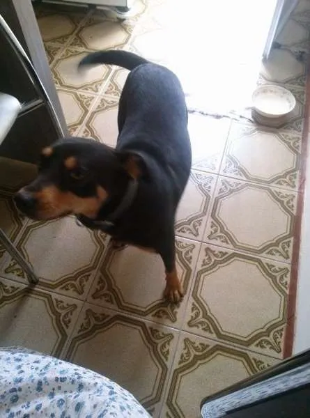 Cachorro ra a SRD idade 2 anos nome ROCKY GRATIFICA