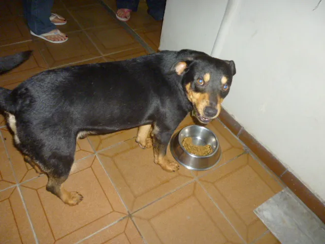 Cachorro ra a SRD idade 2 anos nome ROCKY GRATIFICA