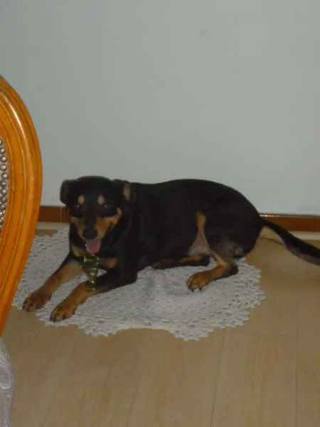Cachorro ra a SRD idade 2 anos nome ROCKY GRATIFICA