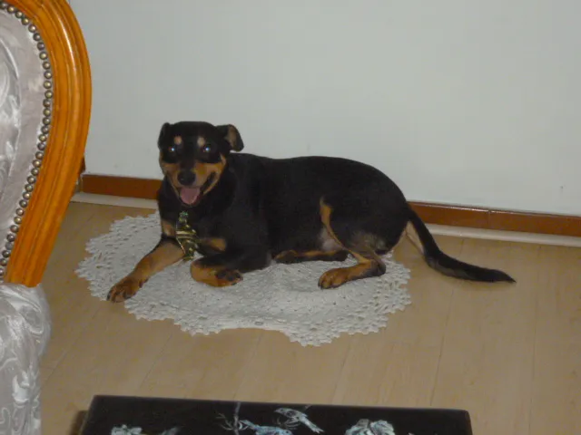 Cachorro ra a SRD idade 2 anos nome ROCKY GRATIFICA