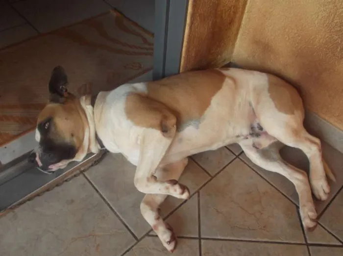 Cachorro ra a pitull misto idade 4 anos nome baruk