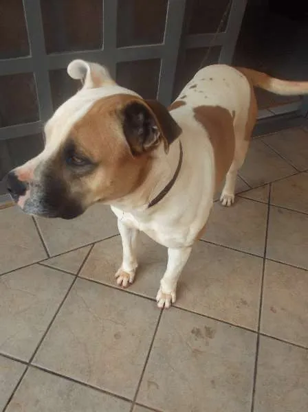 Cachorro ra a pitull misto idade 4 anos nome baruk
