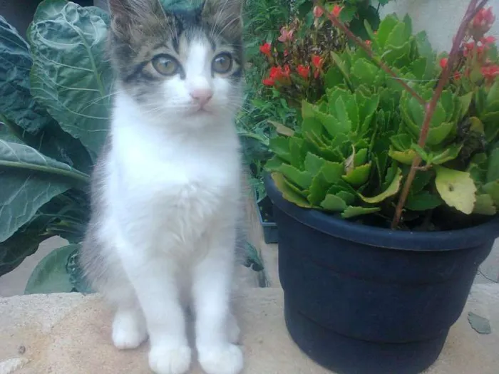 Gato ra a Nâo Sei idade 2 a 6 meses nome 3 Gatinhos a procur