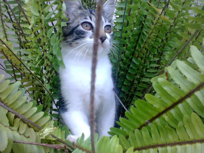 Gato ra a Nâo Sei idade 2 a 6 meses nome 3 Gatinhos a procur