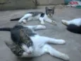 3 Gatinhos a procur