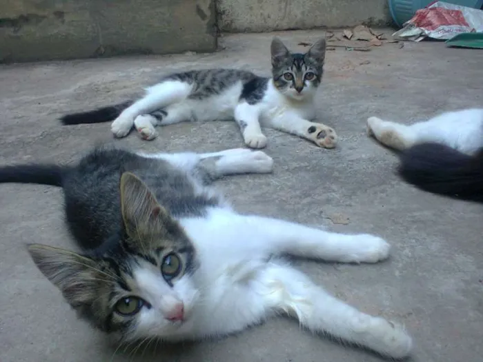 Gato ra a Nâo Sei idade 2 a 6 meses nome 3 Gatinhos a procur