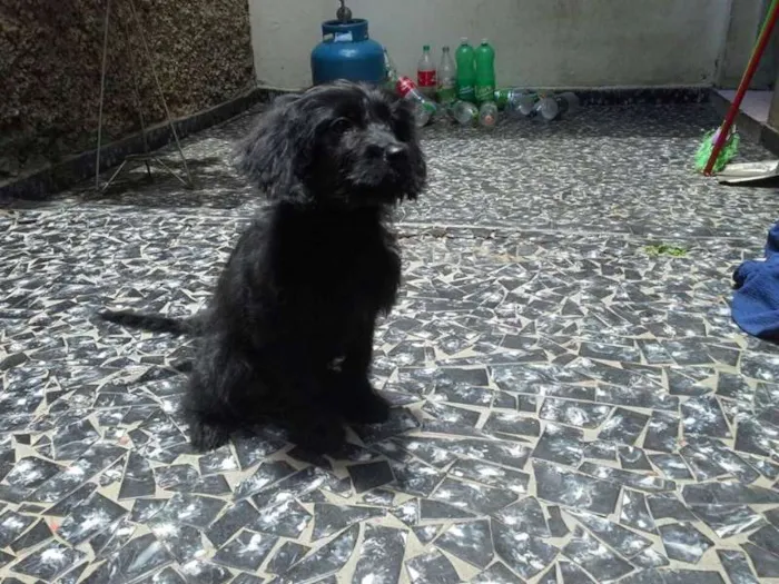 Cachorro ra a SRD idade 2 a 6 meses nome Ariel