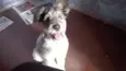 pitucha
