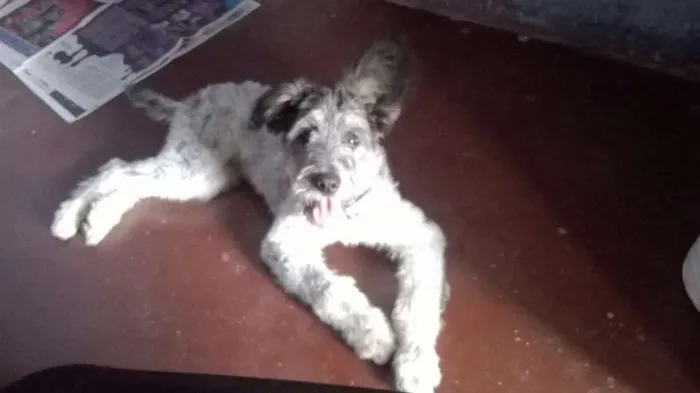 Cachorro ra a nao definida idade 2 a 6 meses nome pitucha