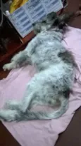 pitucha