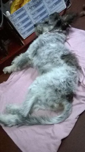 Cachorro ra a nao definida idade 2 a 6 meses nome pitucha
