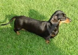Cachorro ra a dachshund idade 1 ano nome Sofia