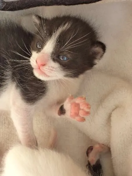 Gato ra a  idade 2 a 6 meses nome Frajola