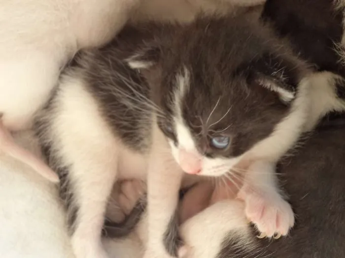 Gato ra a  idade 2 a 6 meses nome Maria Antonieta
