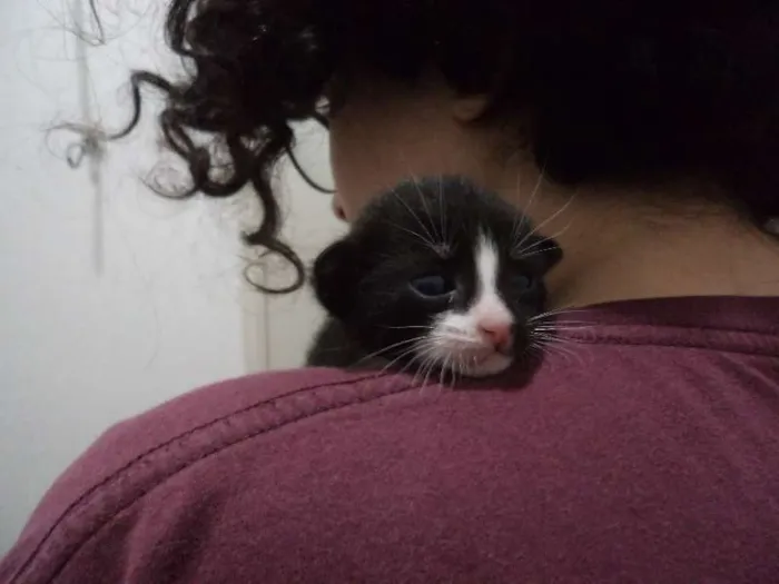 Gato ra a  idade 2 a 6 meses nome Maria Antonieta