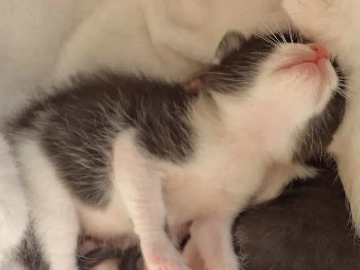 Gato ra a  idade 2 a 6 meses nome Maria Antonieta