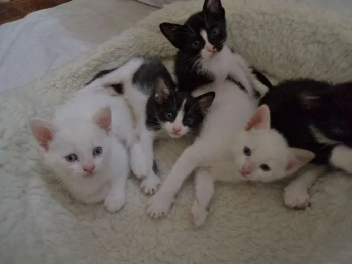 Gato ra a  idade 2 a 6 meses nome Maria Antonieta