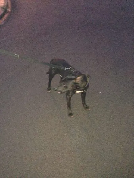 Cachorro ra a MESTIÇO  idade  nome NÃO POSSUI 