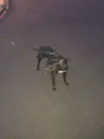 NÃO POSSUI