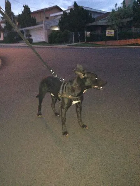 Cachorro ra a MESTIÇO  idade  nome NÃO POSSUI 