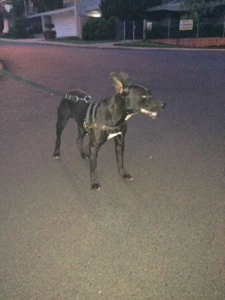 Cachorro ra a MESTIÇO  idade  nome NÃO POSSUI 