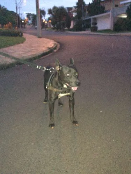 Cachorro ra a MESTIÇO  idade  nome NÃO POSSUI 