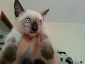 Gato raça SRD idade 2 a 6 meses nome suzi