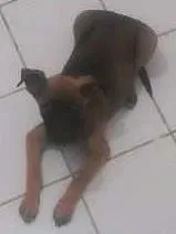 Cachorro raça desconhecida idade Abaixo de 2 meses nome Lilica