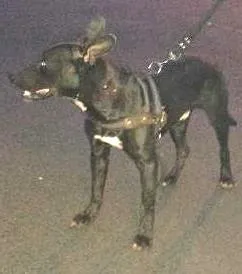 Cachorro ra a MESTIÇO  idade  nome NÃO POSSUI 