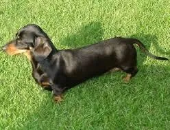 Cachorro ra a dachshund idade 1 ano nome Sofia
