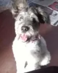 pitucha