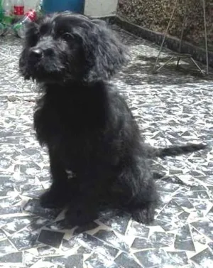 Cachorro raça SRD idade 2 a 6 meses nome Ariel