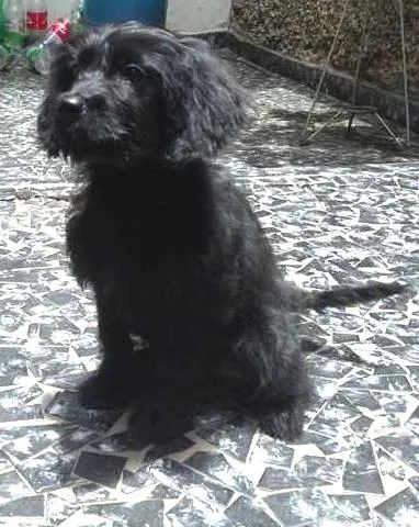 Cachorro ra a SRD idade 2 a 6 meses nome Ariel