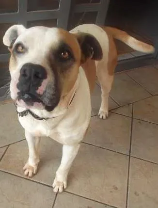 Cachorro ra a pitull misto idade 4 anos nome baruk