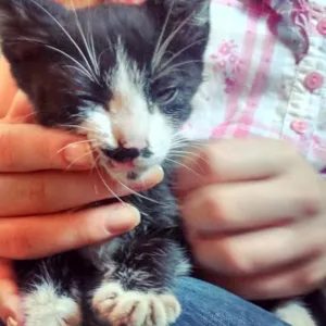 Gato raça SRD idade Abaixo de 2 meses nome Melns