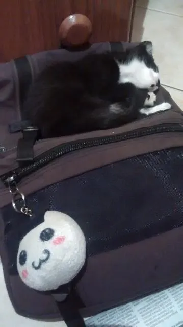 Gato ra a SRD idade Abaixo de 2 meses nome Melns