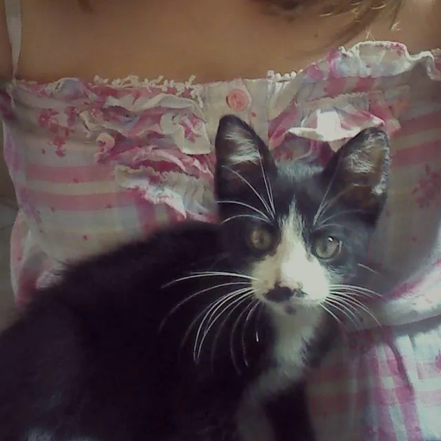 Gato ra a SRD idade Abaixo de 2 meses nome Melns