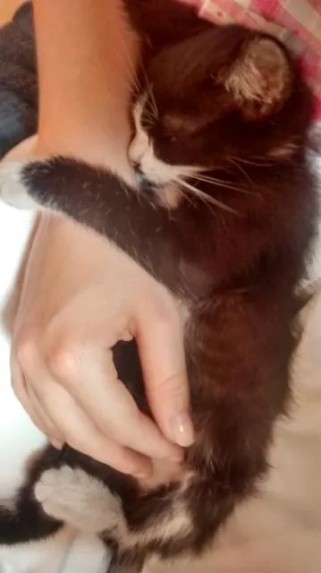 Gato ra a SRD idade Abaixo de 2 meses nome Melns