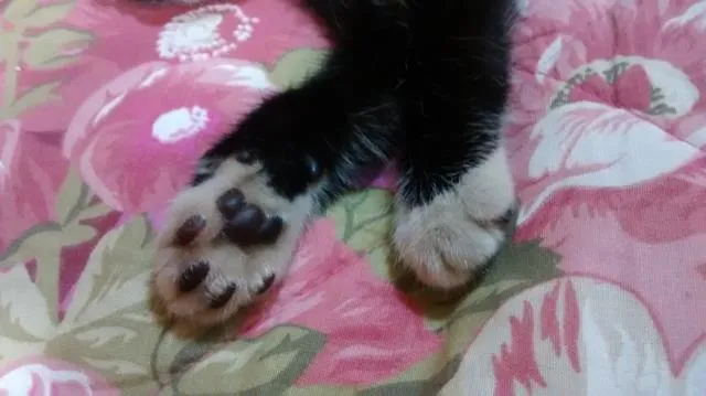 Gato ra a SRD idade Abaixo de 2 meses nome Melns