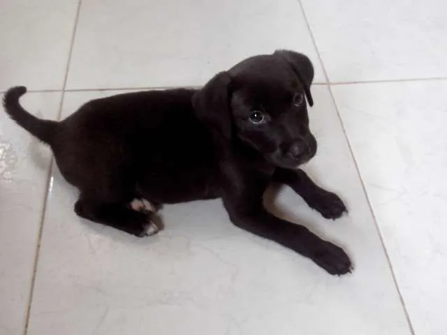 Cachorro ra a SRD idade Abaixo de 2 meses nome Black Frida